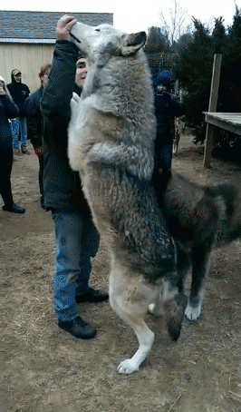 i want a wolf